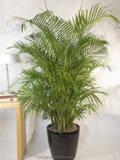 Areka Çiçek FG710