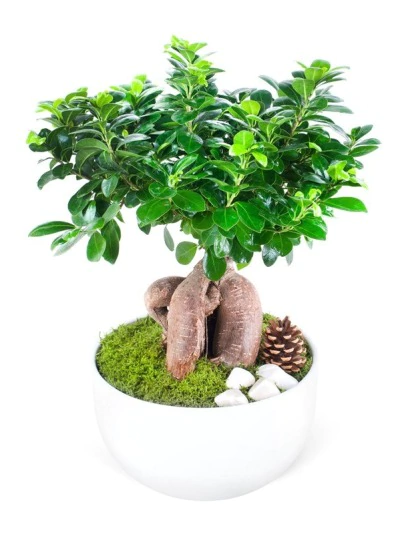 Bonsai Bitki FG755