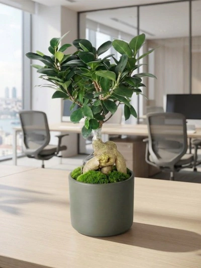 Bonsai Bitki FG754