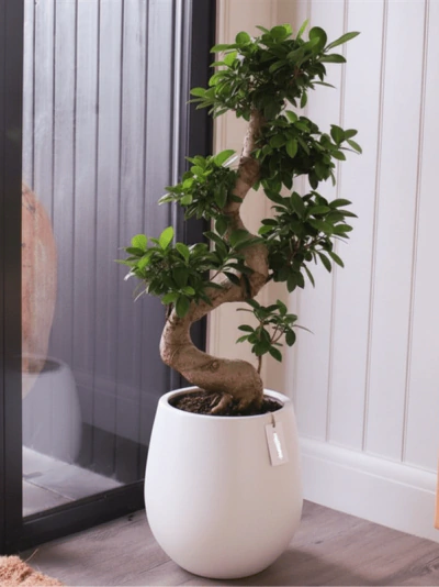 Bonsai Bitki FG718