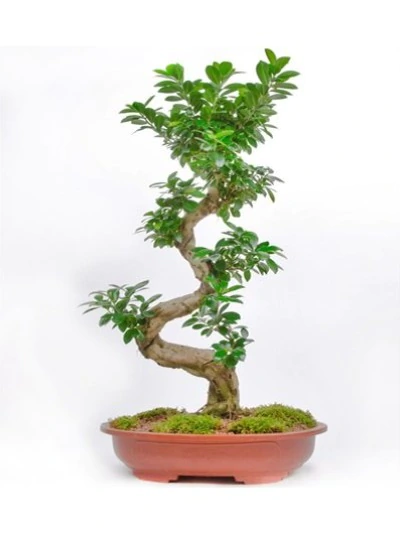 Bonsai Bitki FG717