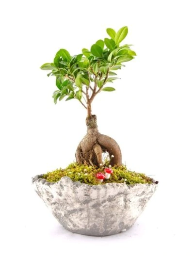 Bonsai Bitki FG760