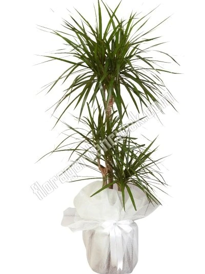Marginata Bitki FG723