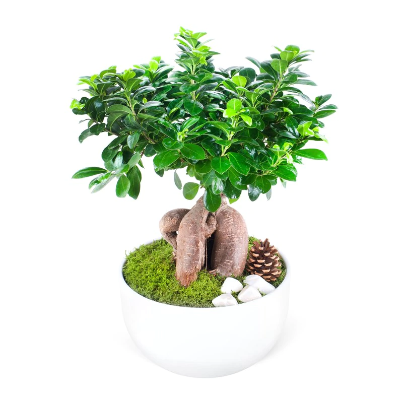 Bonsai Bitki FG755