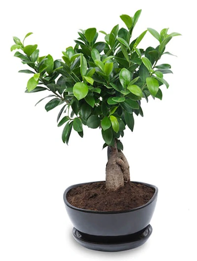 Bonsai Bitki FG720