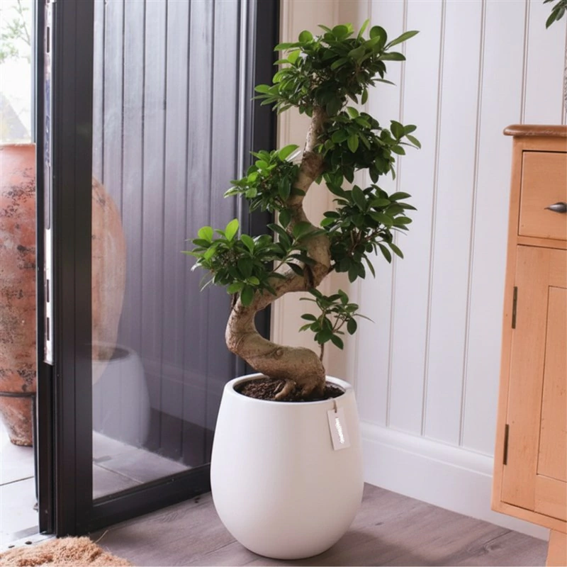 Bonsai Bitki FG718