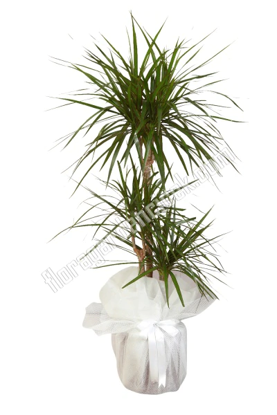 Marginata Bitki FG723