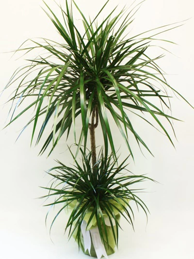 Marginata Bitki FG725